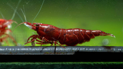 Beginner's Guide to Caring for Freshwater Shrimp (Neocaridina) - Simply Aquatic