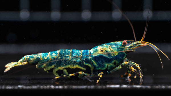 Caring for Caridina Shrimp: A Complete Guide - Simply Aquatic