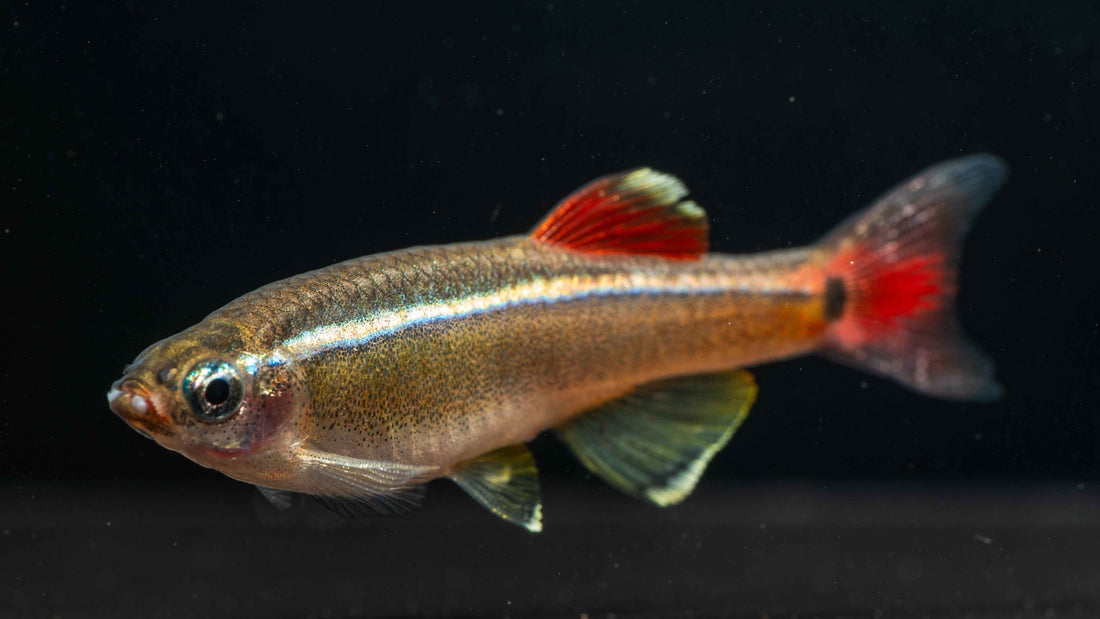 White Cloud Mountain Minnows: The Most Underrated Beginner Fish - Simply Aquatic