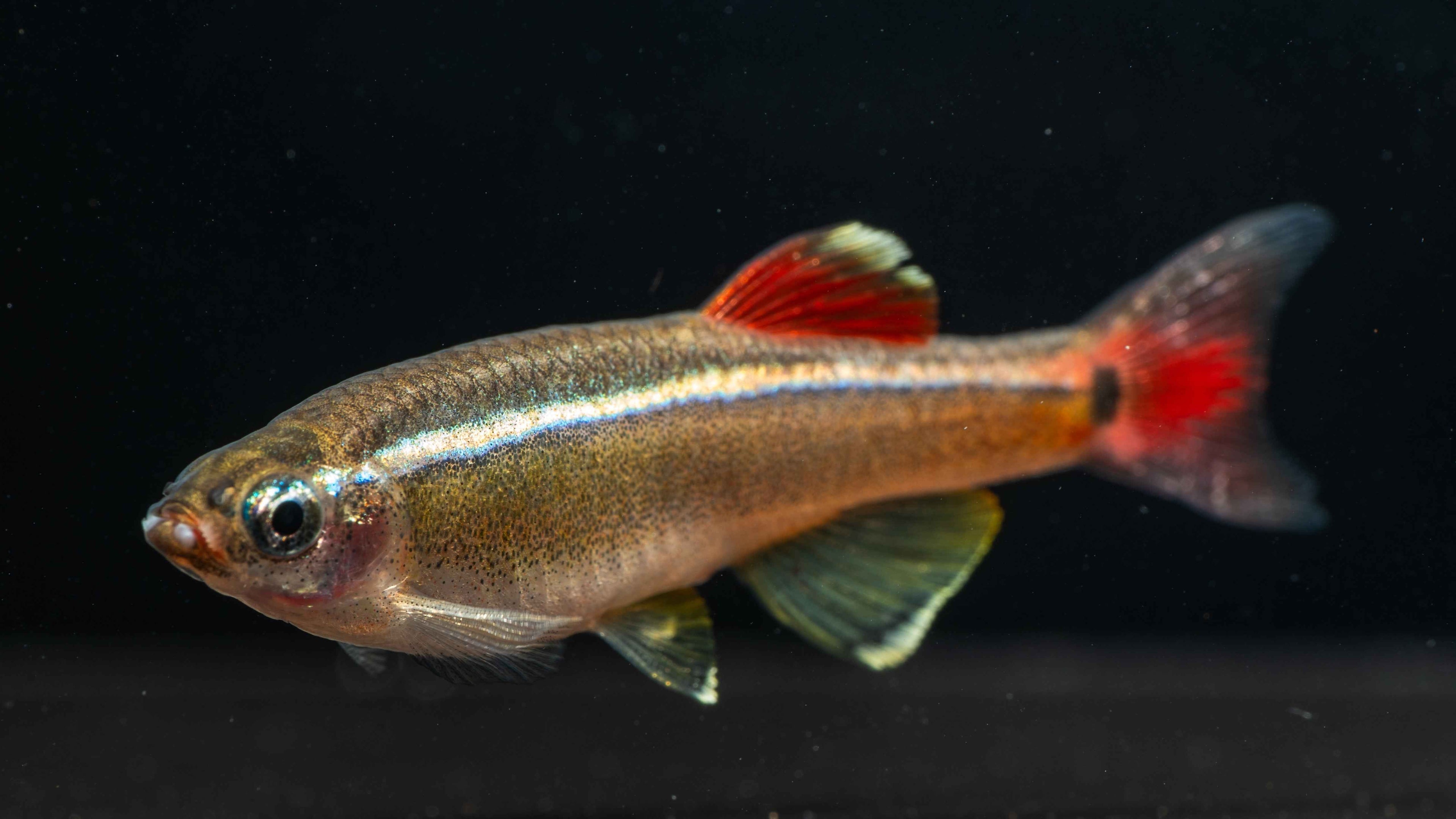 White Cloud Mountain Minnows: The Most Underrated Beginner Fish - Simply Aquatic