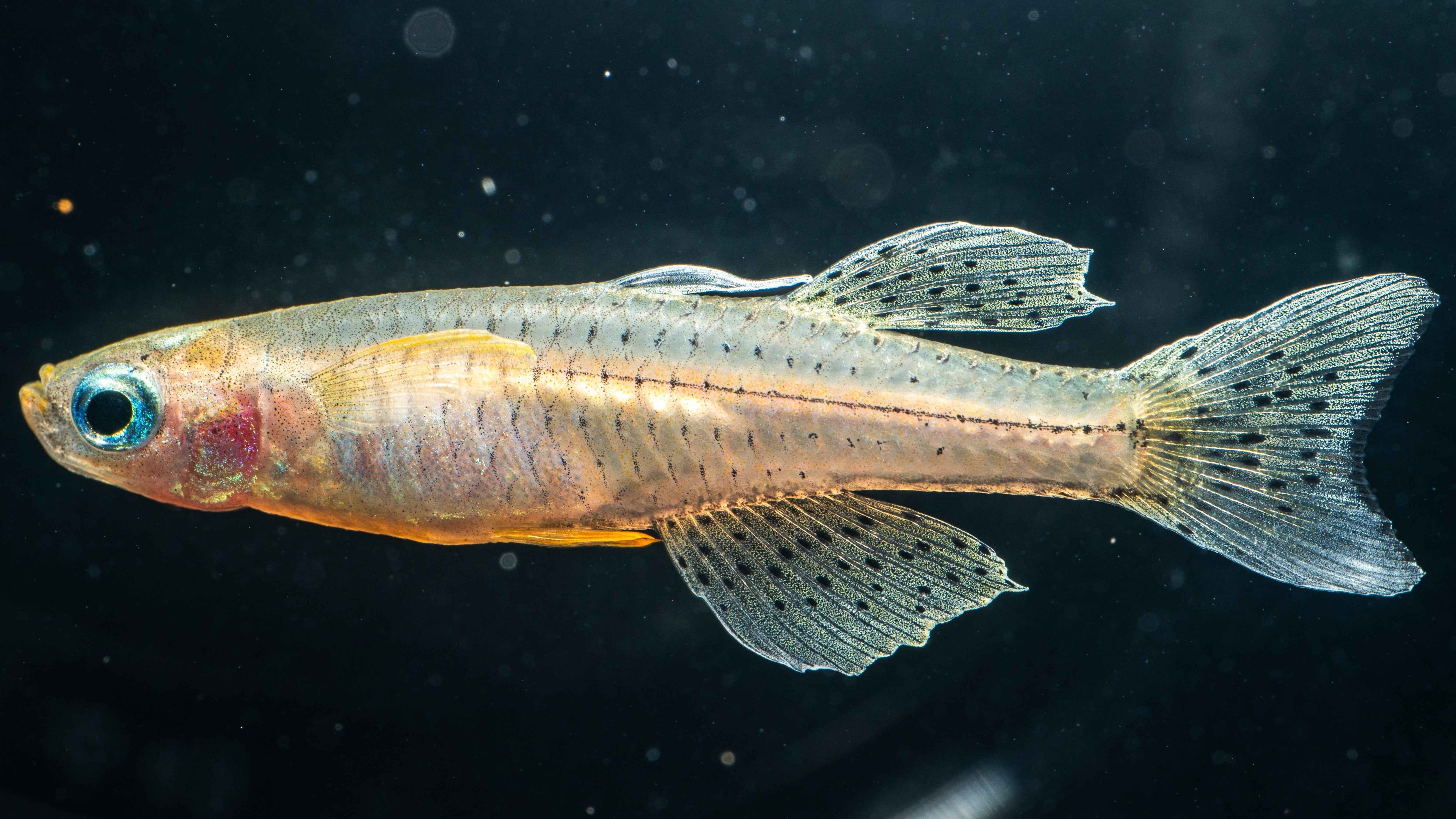 Pseudomugil gertrudae: A Guide to One of the Most Stunning Nano Fish - Simply Aquatic