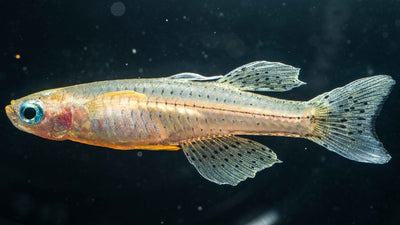 Pseudomugil gertrudae: A Guide to One of the Most Stunning Nano Fish - Simply Aquatic