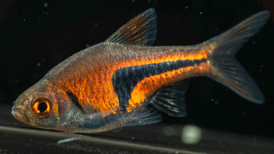 Dwarf Rasboras: Tiny Fish with Big Personalities - Simply Aquatic