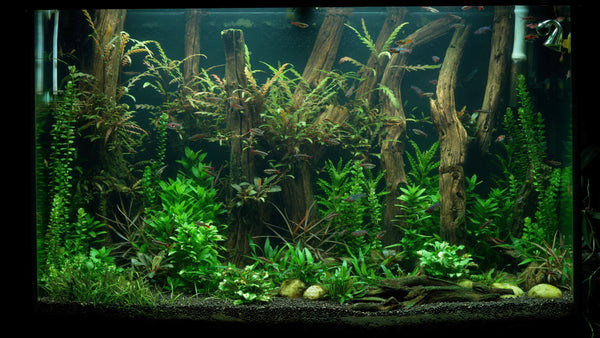 Beginner Principles for Aquascaping