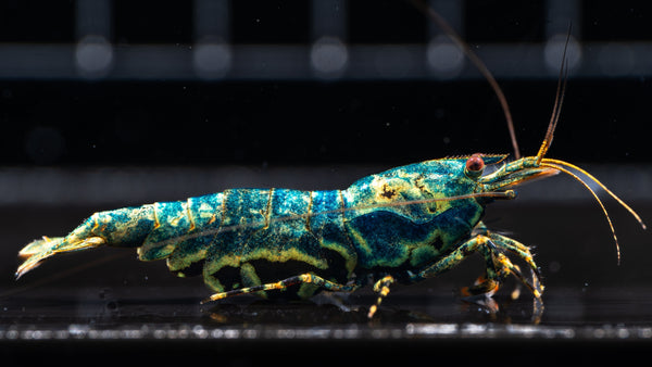 Caring for Caridina Shrimp: A Complete Guide