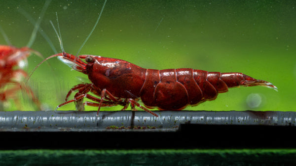 Beginner's Guide to Caring for Freshwater Shrimp (Neocaridina)