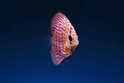A Complete Guide to Cleaning Your Aquarium Glass