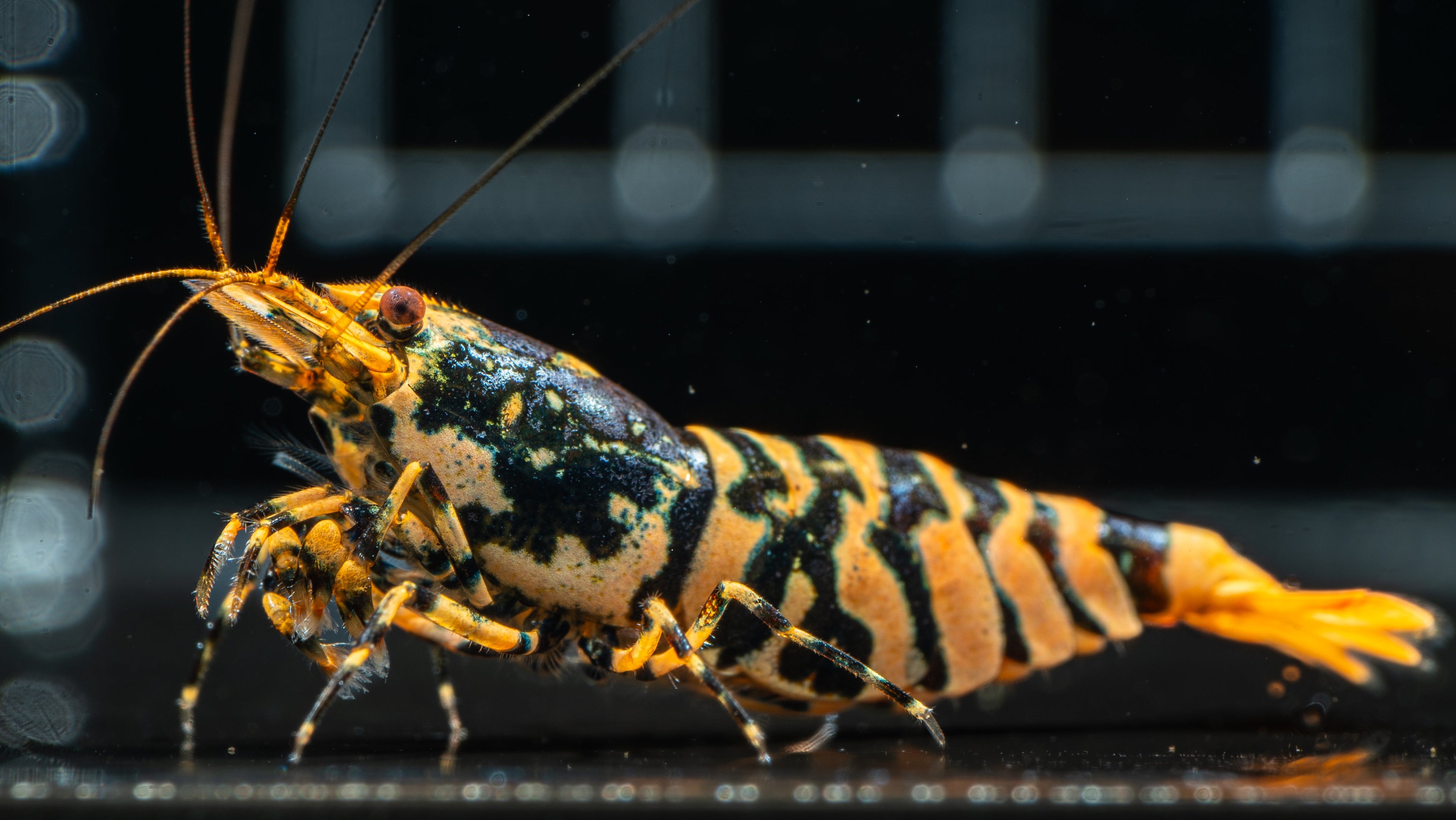 Exotic Shrimp Collection (Caridina) - Simply Aquatic