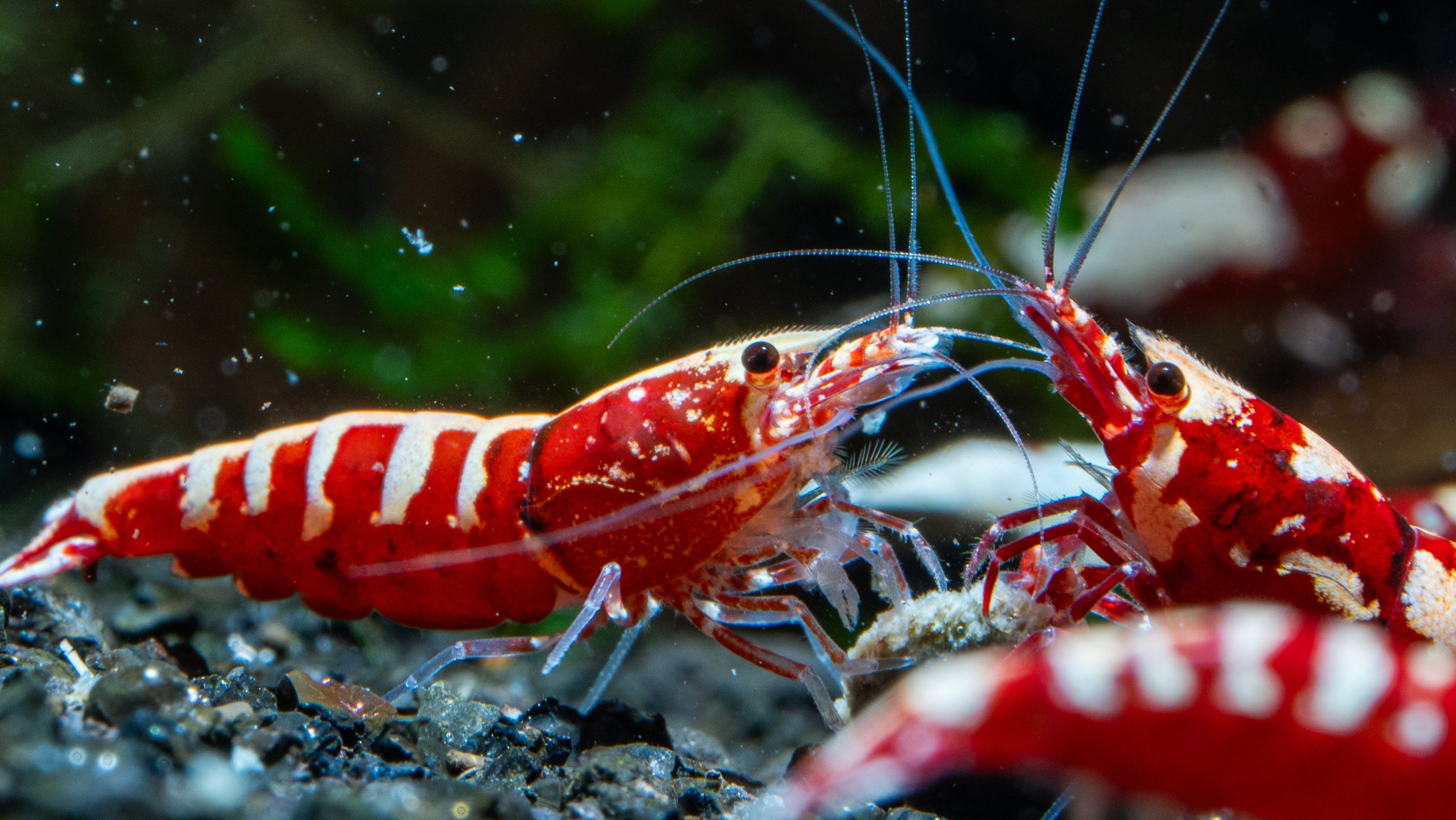 🧬 Caridina Shrimp Collection - Simply Aquatic