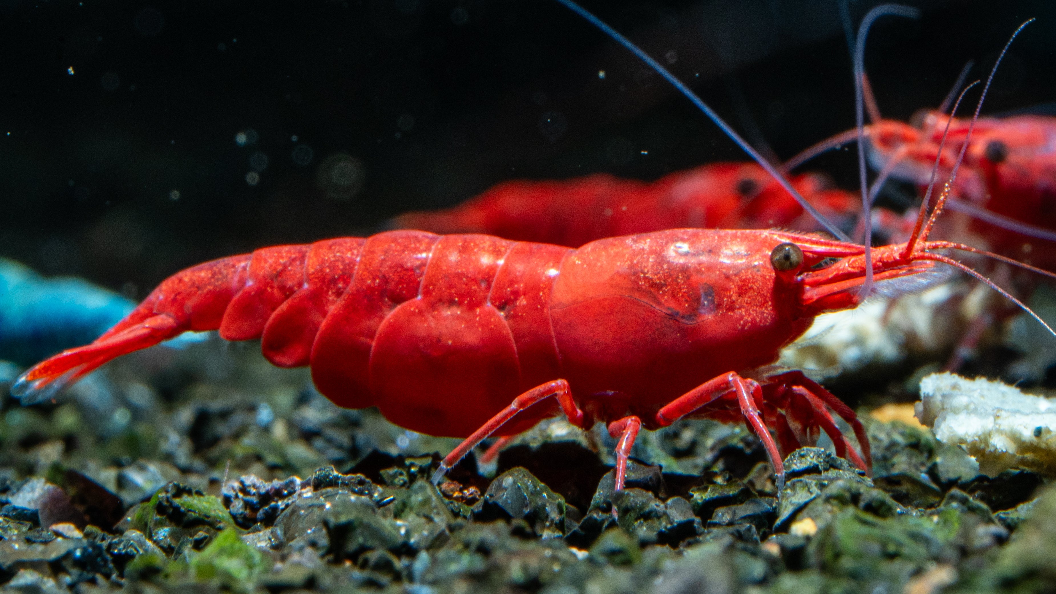🦐 Neocaridina Shrimp - Simply Aquatic