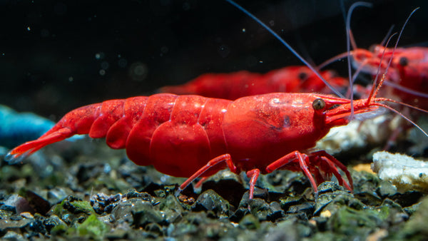 Neocaridina Shrimp