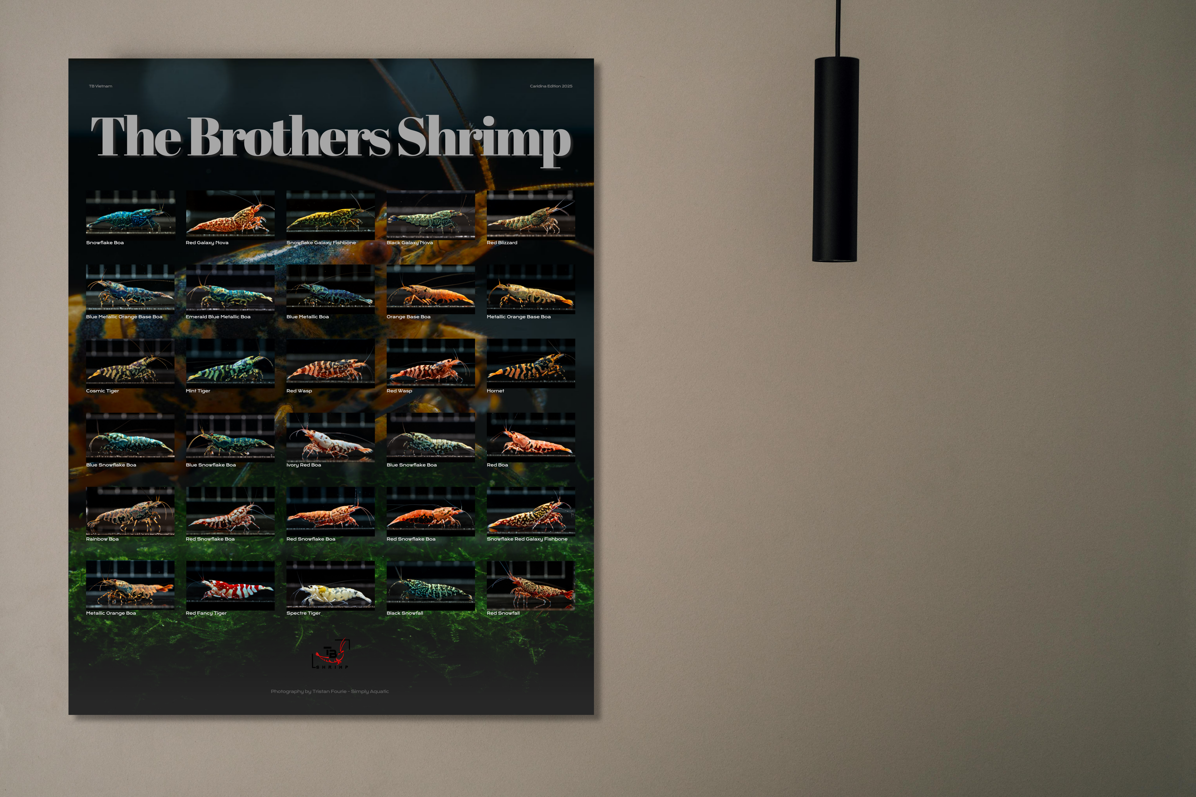 The Brothers Shrimp - Caridina 2025 Poster - Simply Aquatic