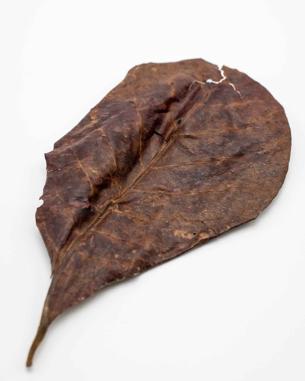 Indian Almond Leaves – Catappa Leaves (10 Pack) - Simply Aquatic