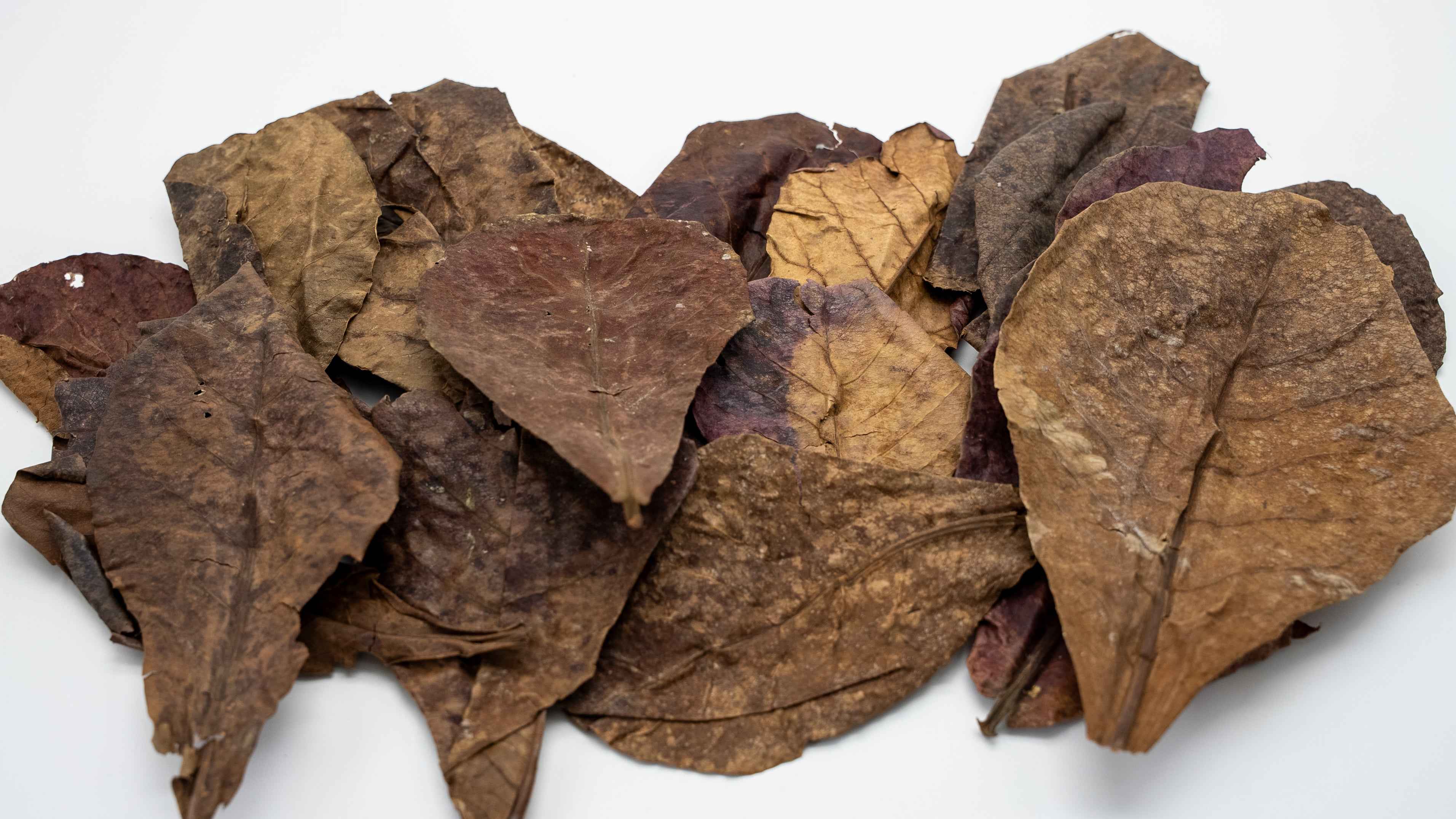 Indian Almond Leaves – Catappa Leaves (10 Pack) - Simply Aquatic