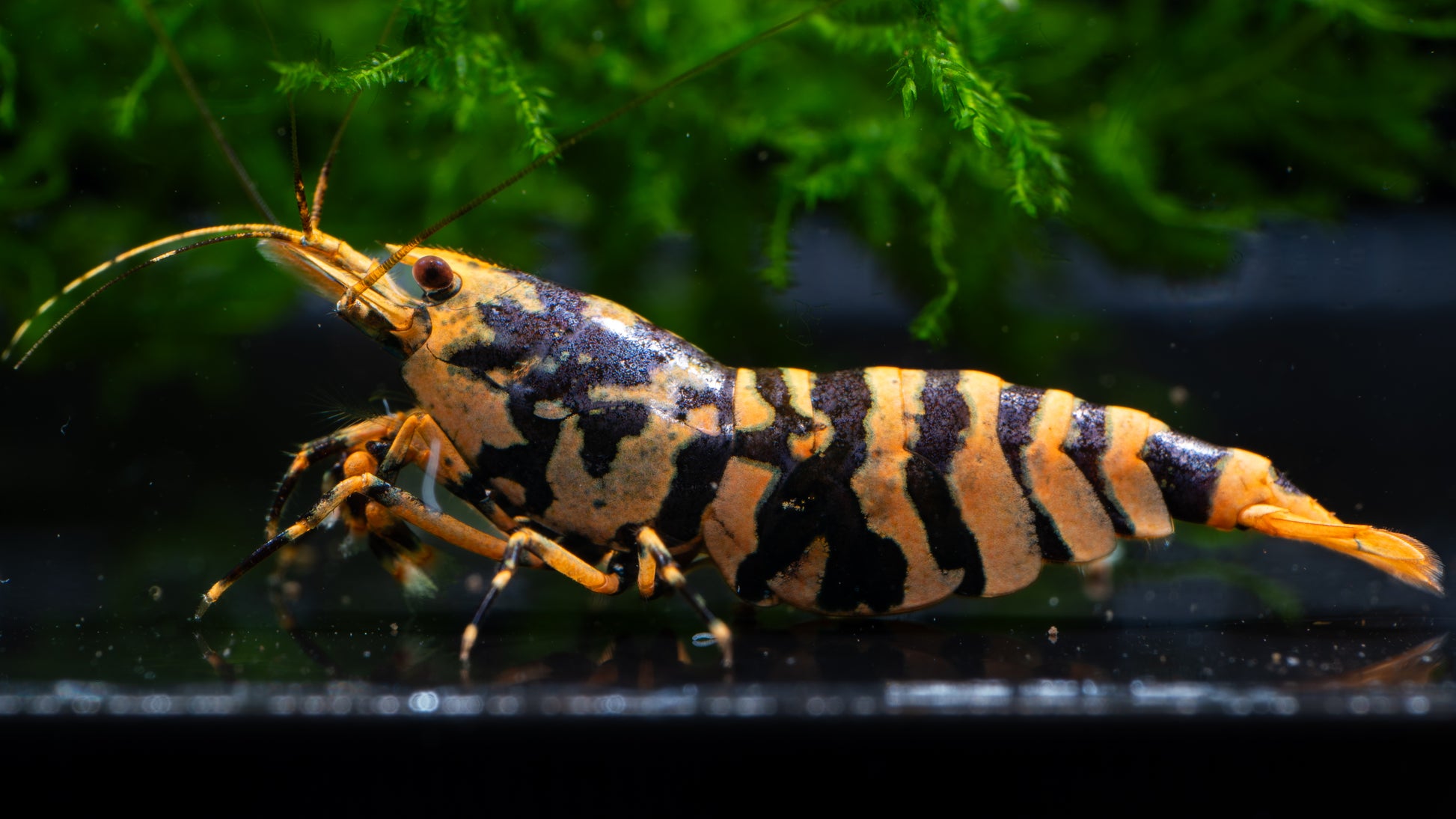🦐 Hornet Caridina Shrimp