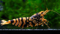 🦐 Hornet Caridina Shrimp - Simply Aquatic