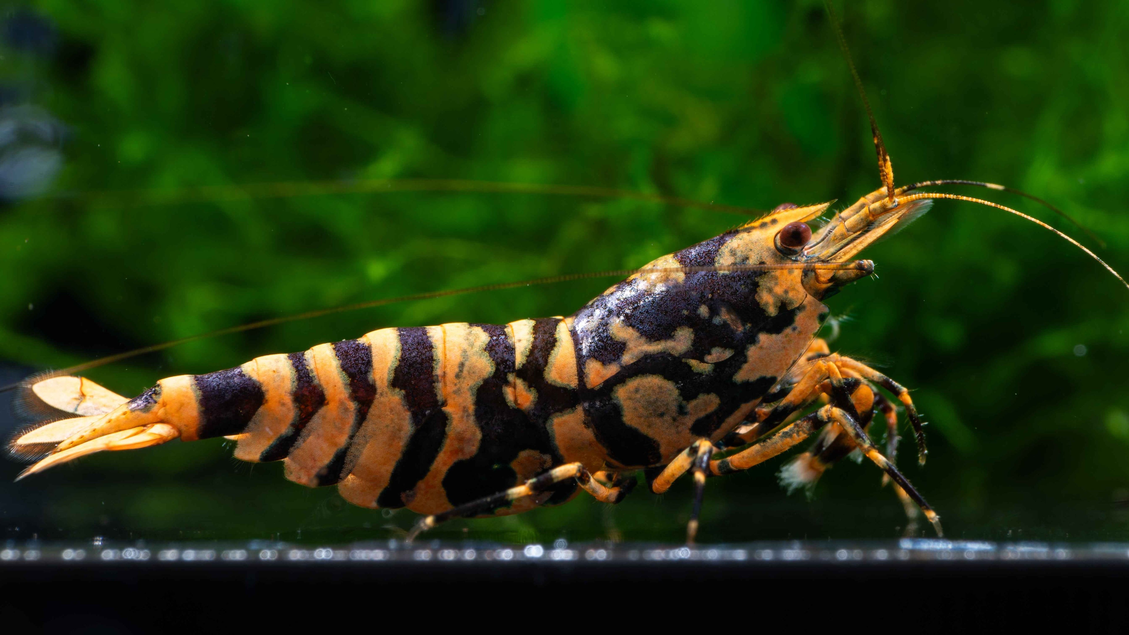 🦐 Hornet Caridina Shrimp - Simply Aquatic