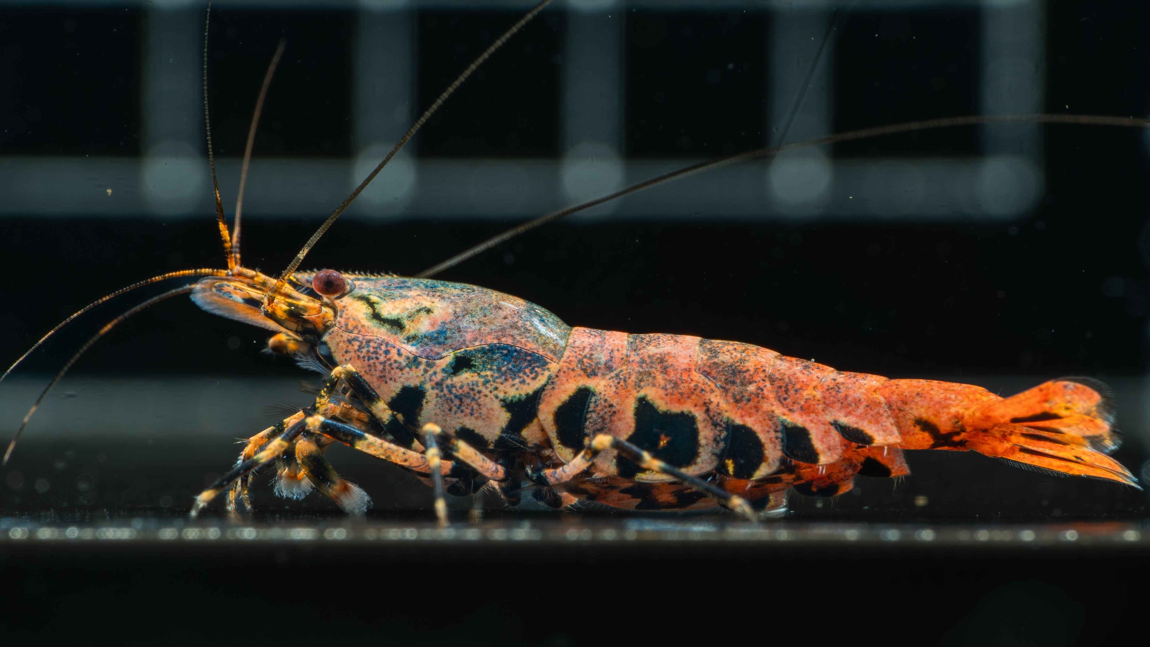 🦐 Orange Base Boa Caridina - Simply Aquatic