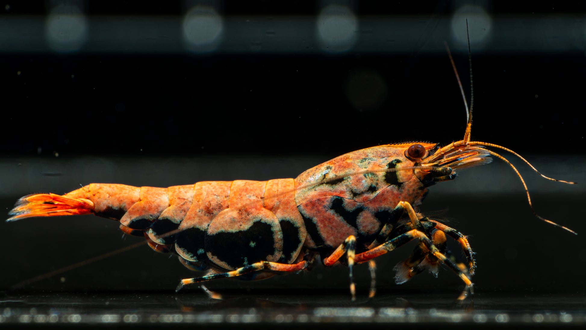 🦐 Orange Base Boa Caridina