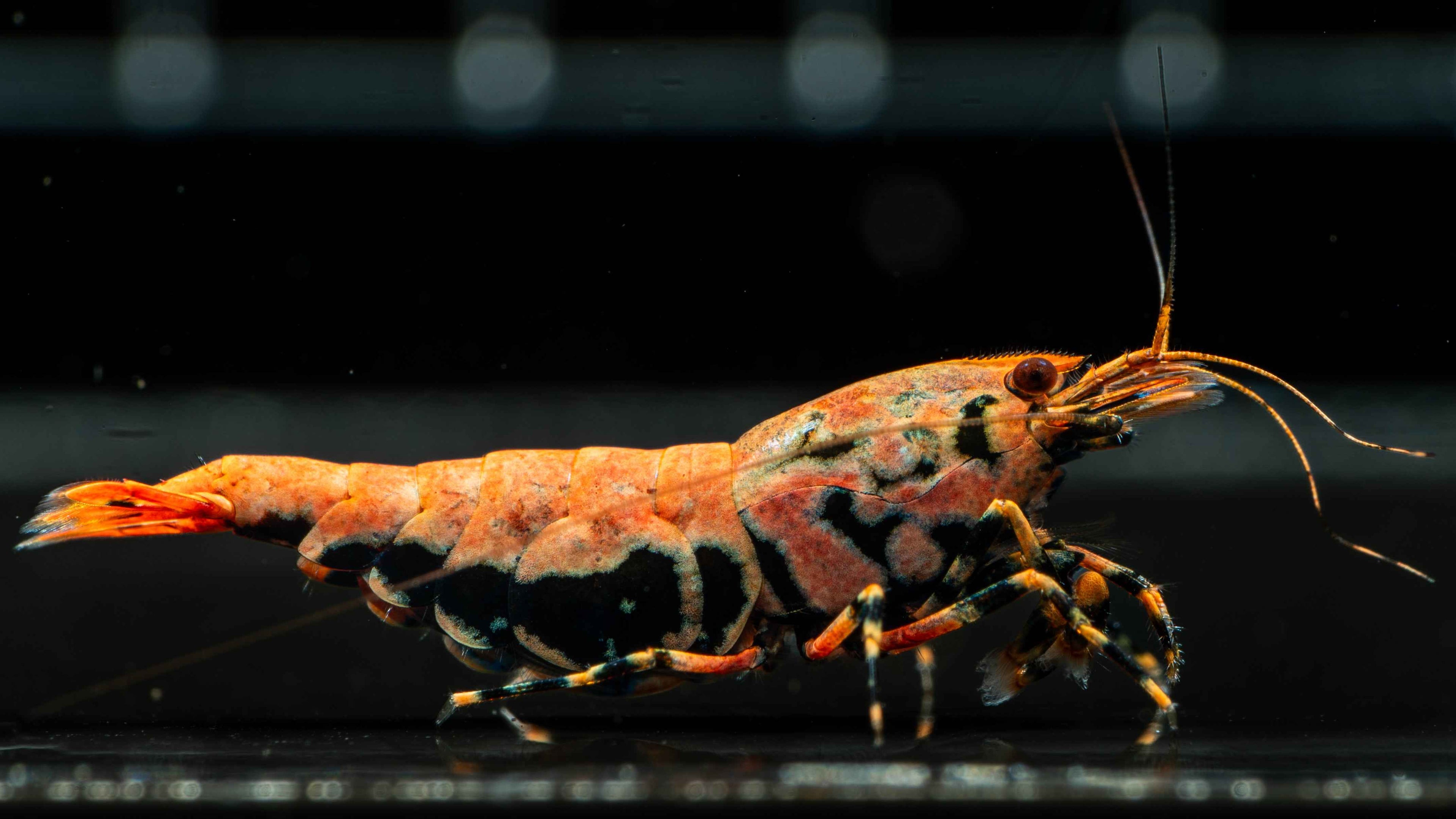 🦐 Orange Base Boa Caridina - Simply Aquatic