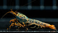 🦐 Orange Base Boa Caridina - Simply Aquatic