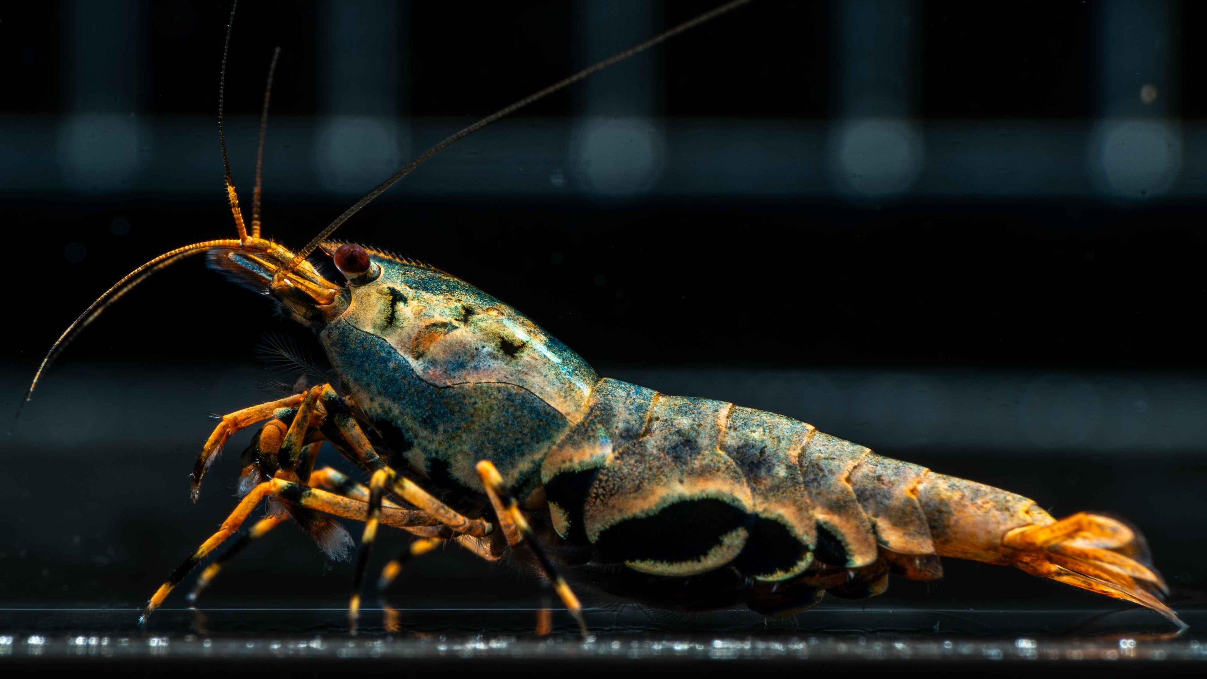 🦐 Orange Base Boa Caridina - Simply Aquatic
