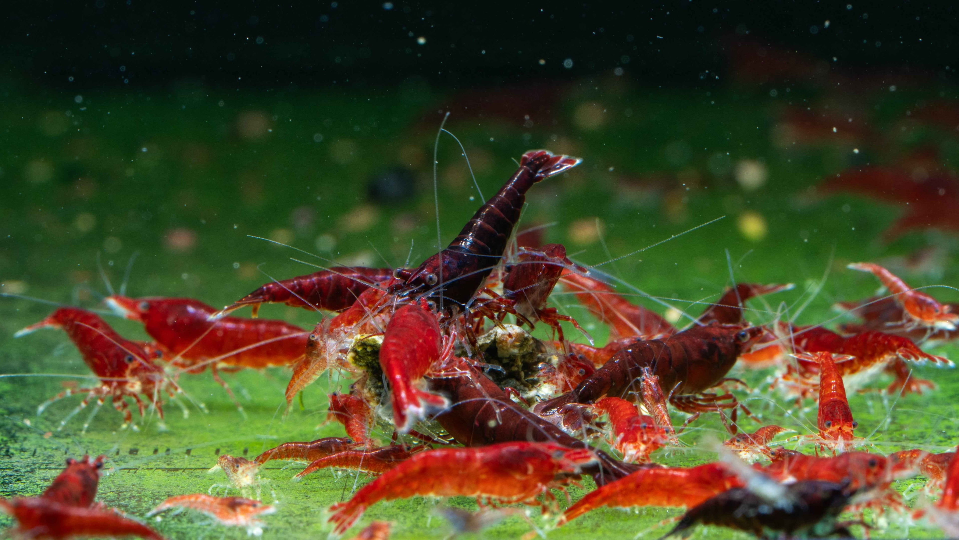 🩸 Bloody Mary Shrimp (Neocaridina) - Simply Aquatic