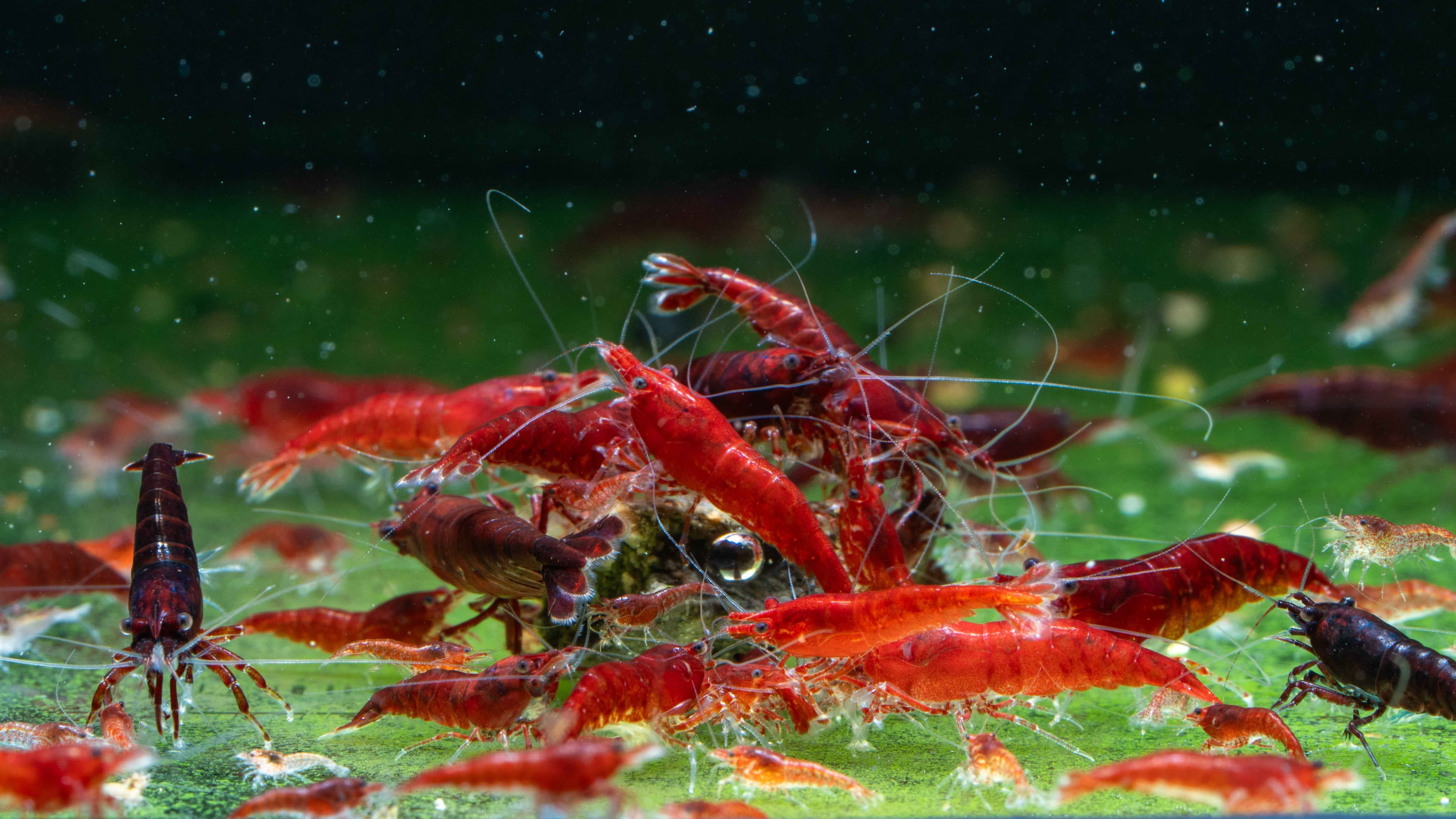 🩸 Bloody Mary Shrimp (Neocaridina) - Simply Aquatic