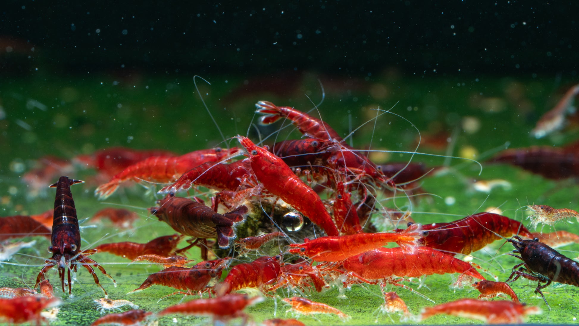 🩸 Bloody Mary Shrimp (Neocaridina)