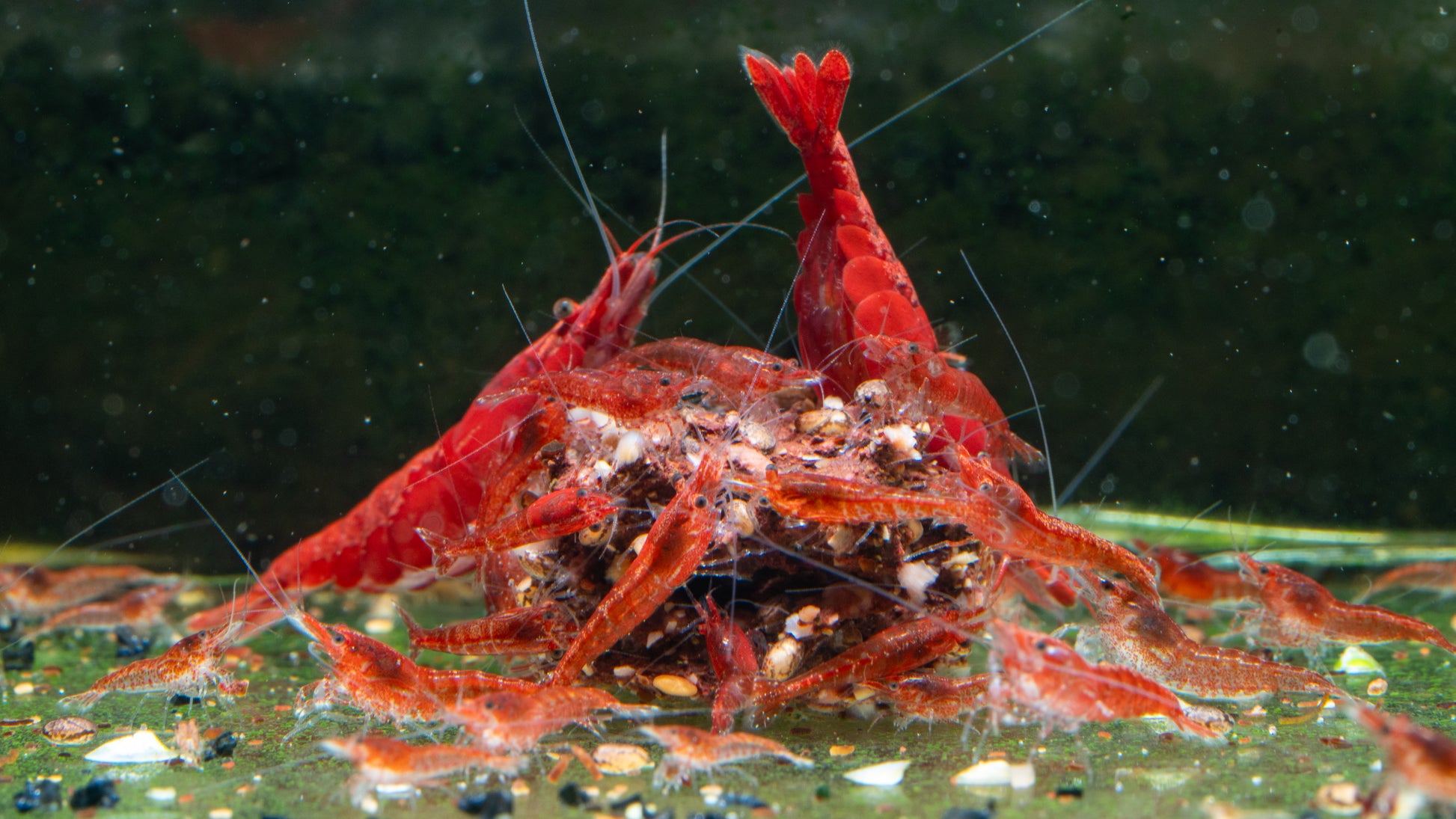Painted / Fire Red Cherry Shrimp