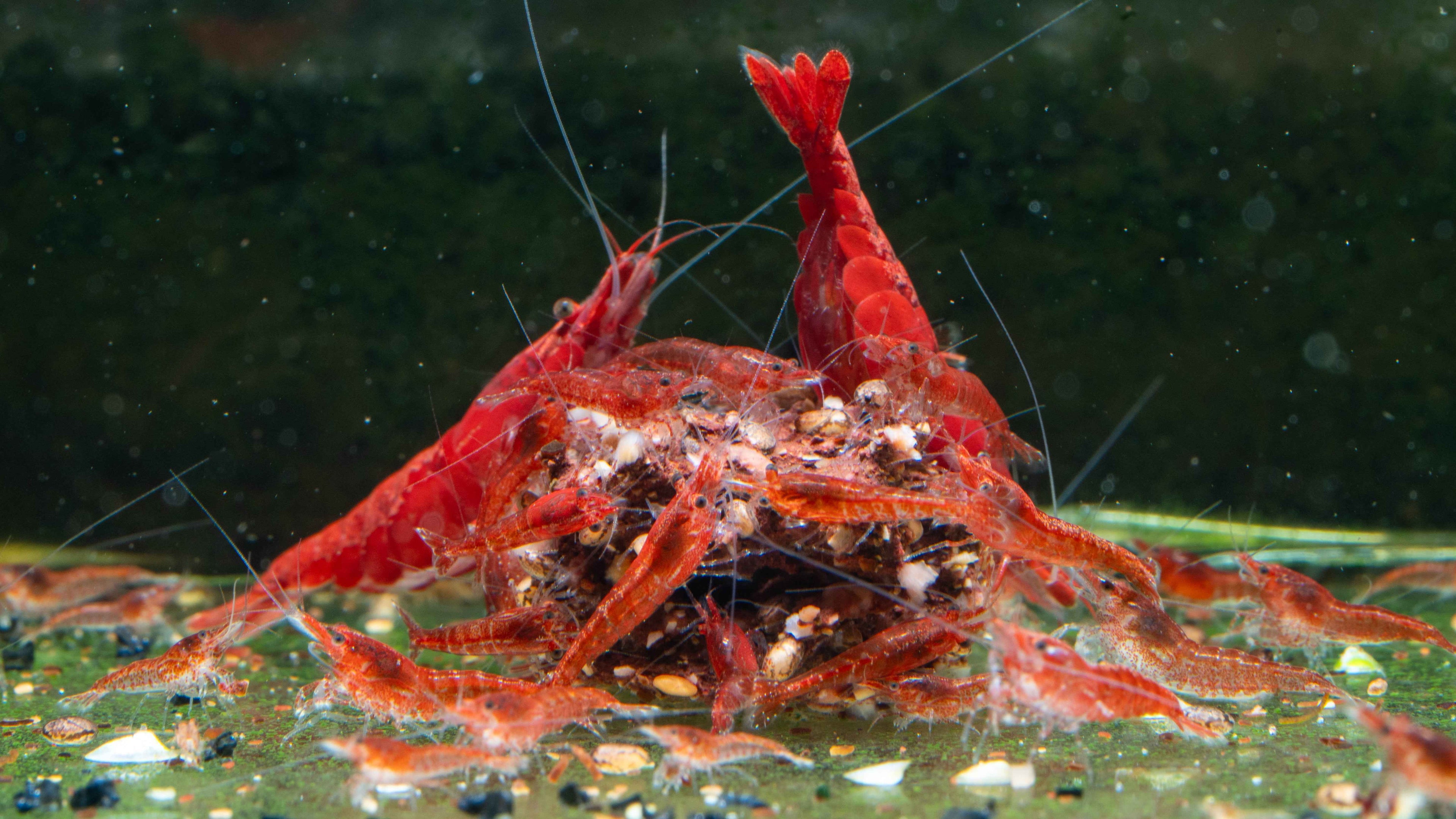 Painted / Fire Red Cherry Shrimp - Simply Aquatic