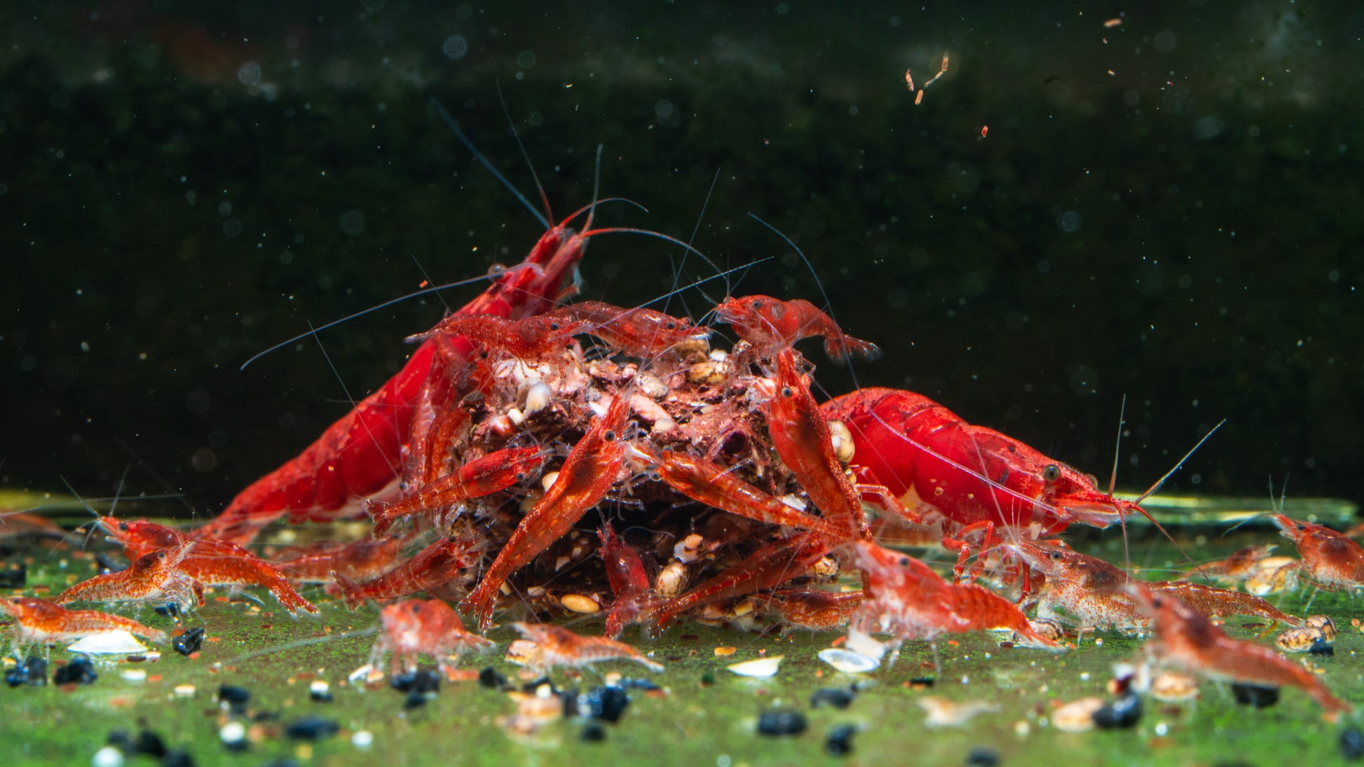 Painted / Fire Red Cherry Shrimp