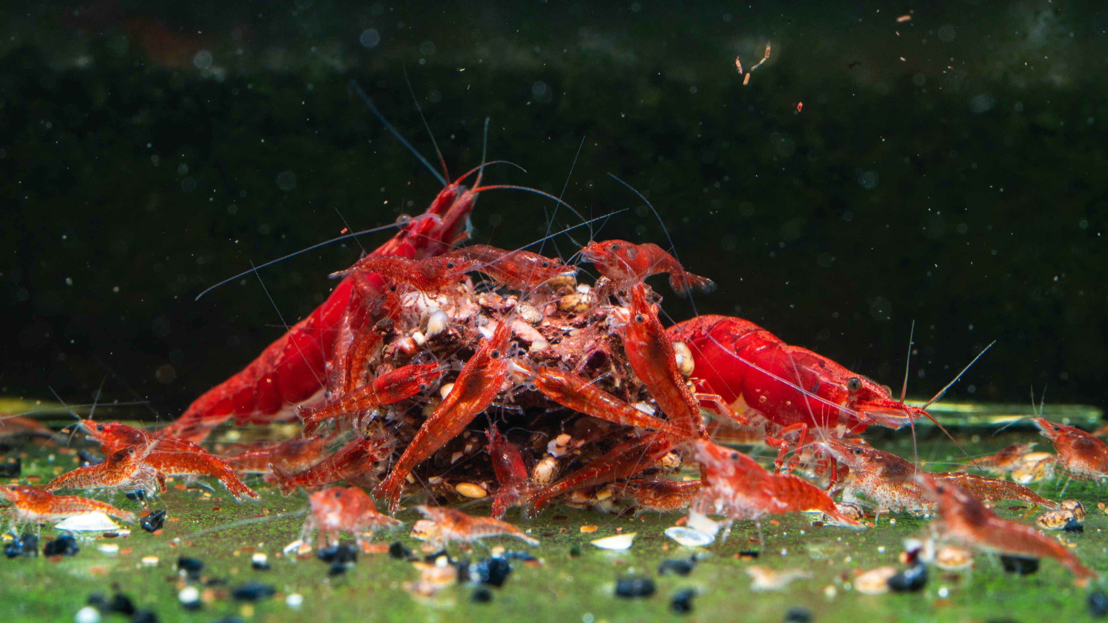 Painted / Fire Red Cherry Shrimp - Simply Aquatic