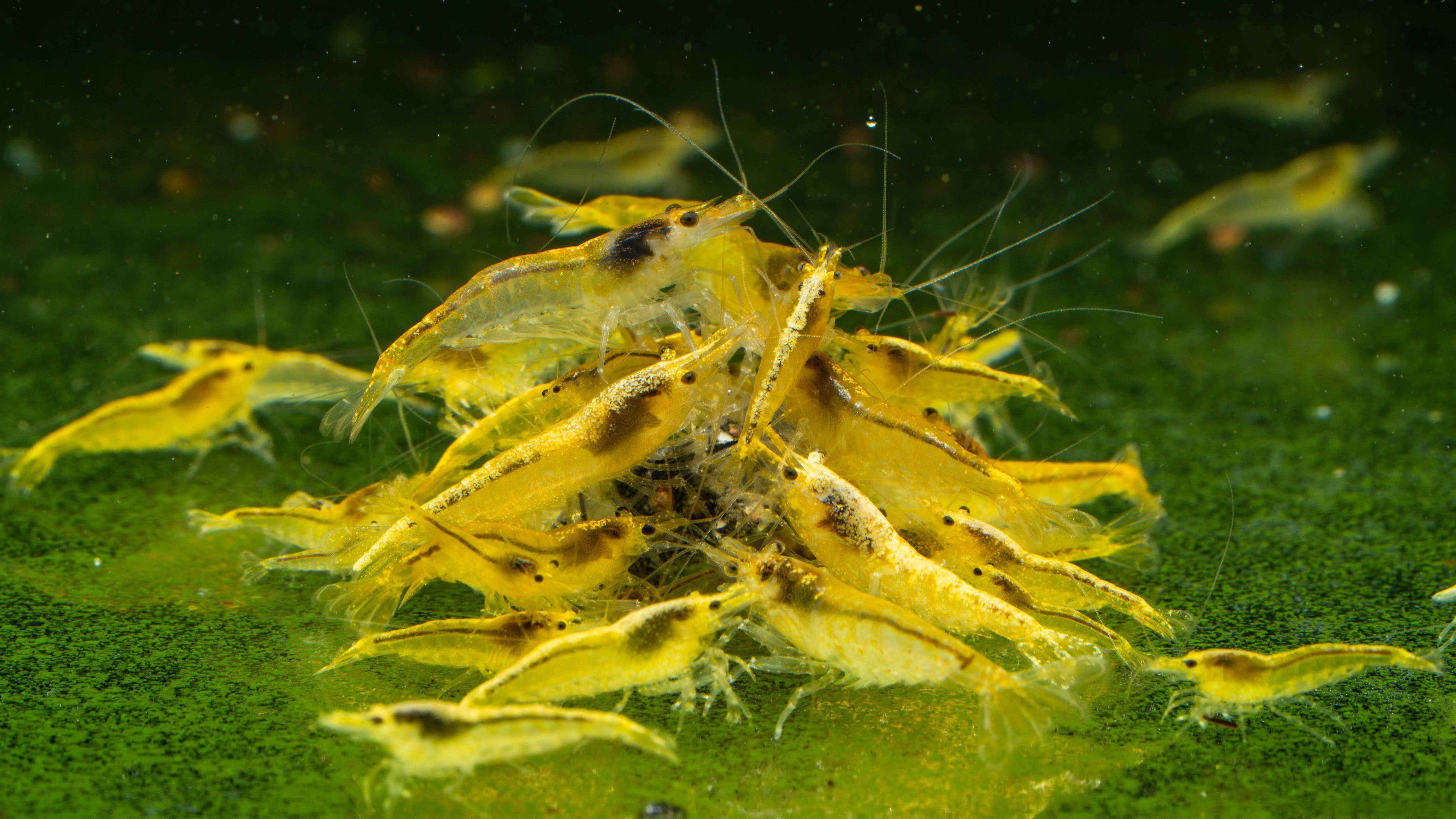 🌟 Yellow 24K Shrimp (Neocaridina) - Simply Aquatic