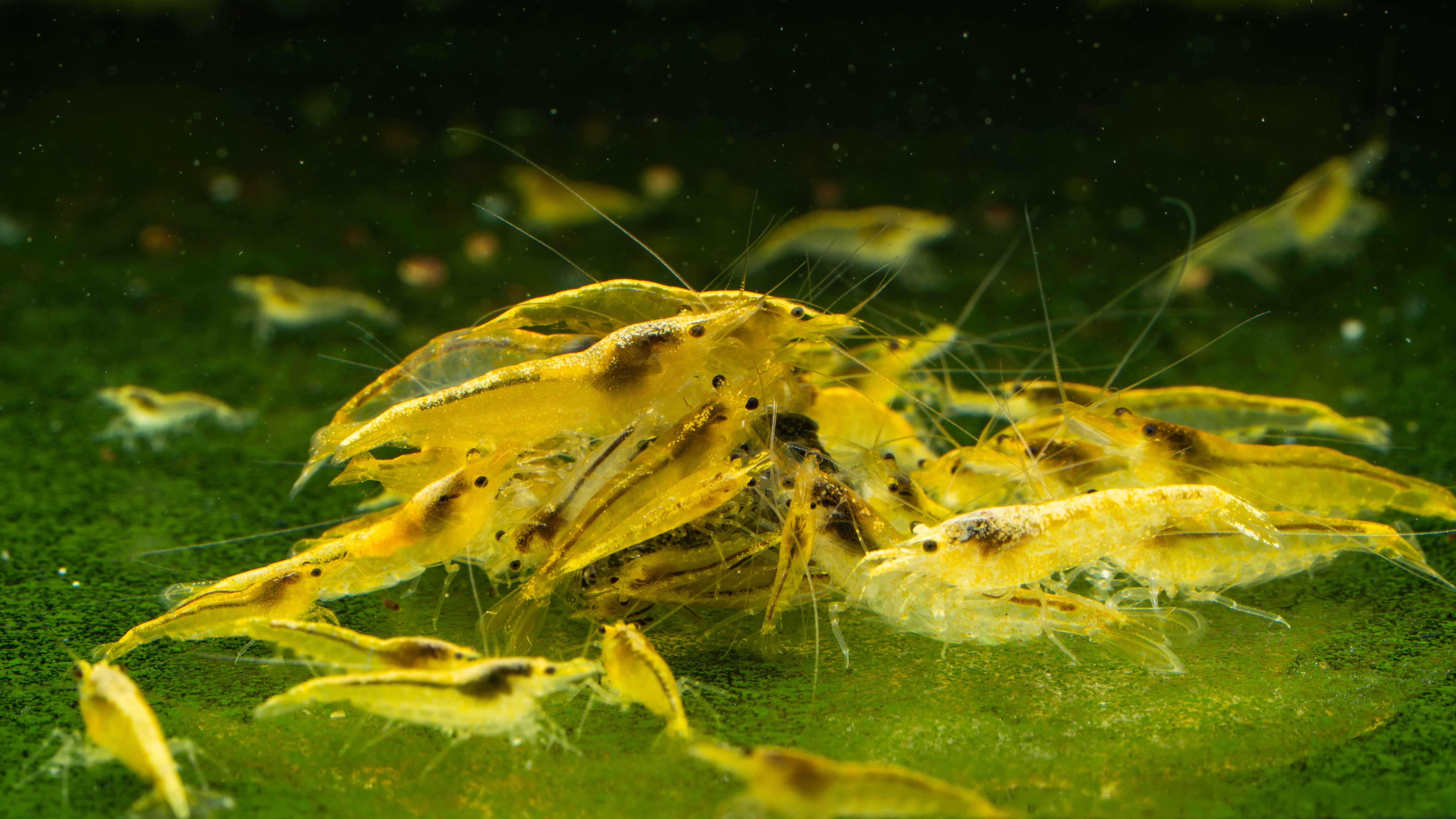 シュリンプG Shrimp – Simply Aquatic