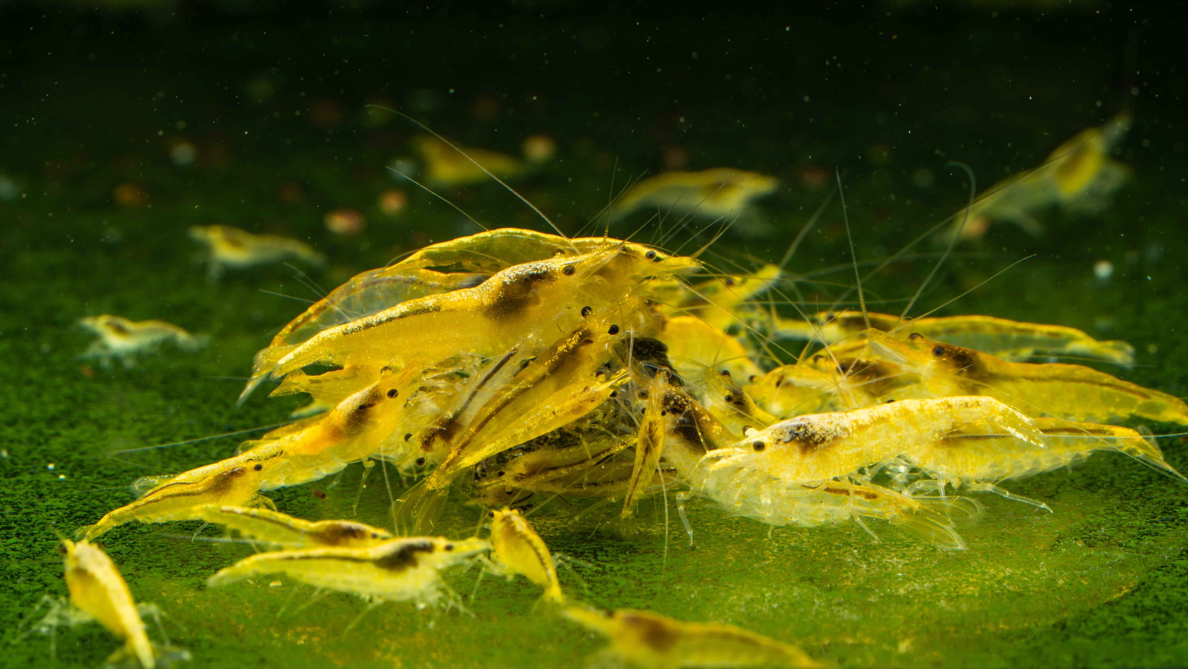 🌟 Yellow 24K Shrimp (Neocaridina) - Simply Aquatic