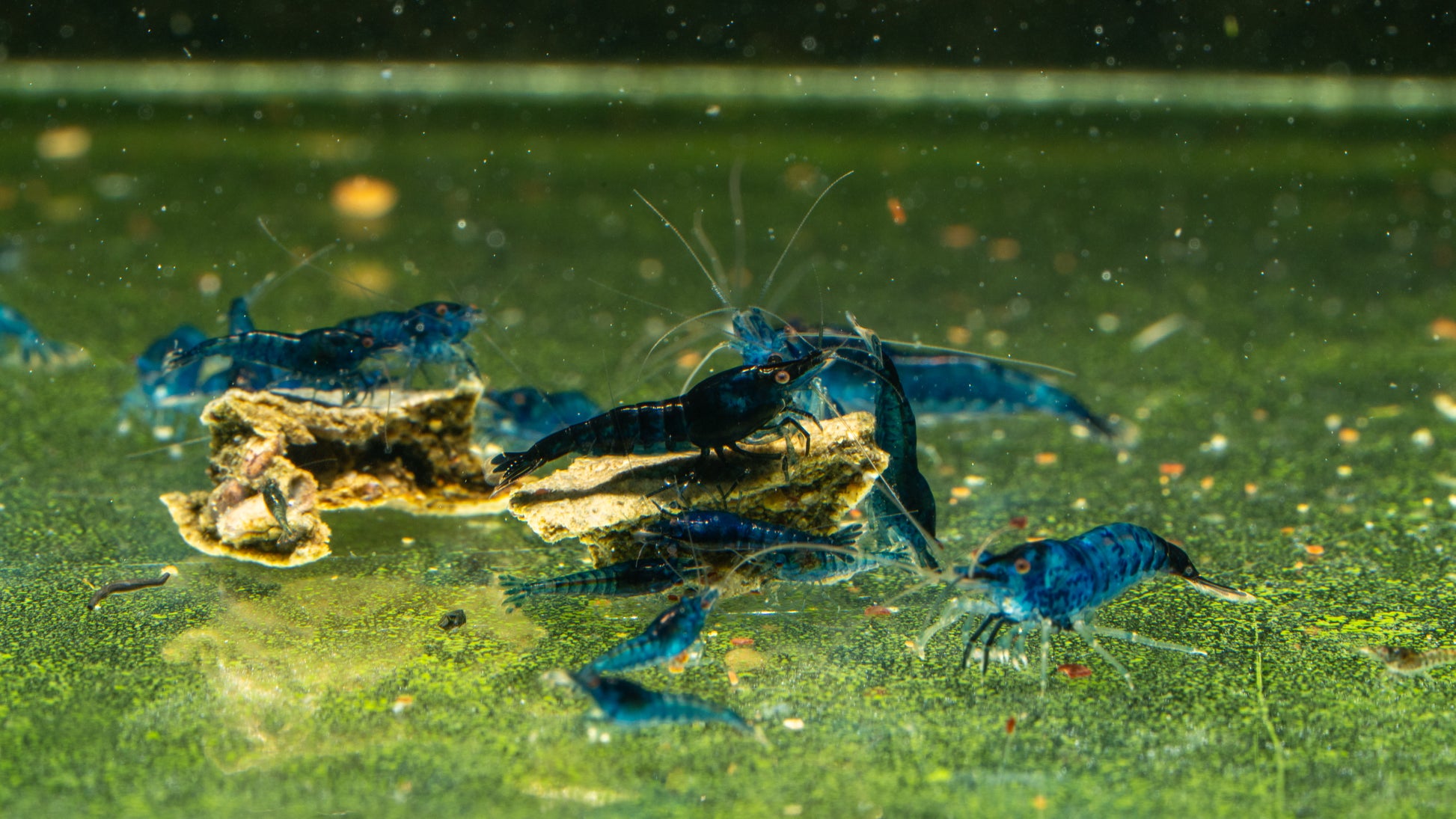 💎 Blue Dream Shrimp (Neocaridina)