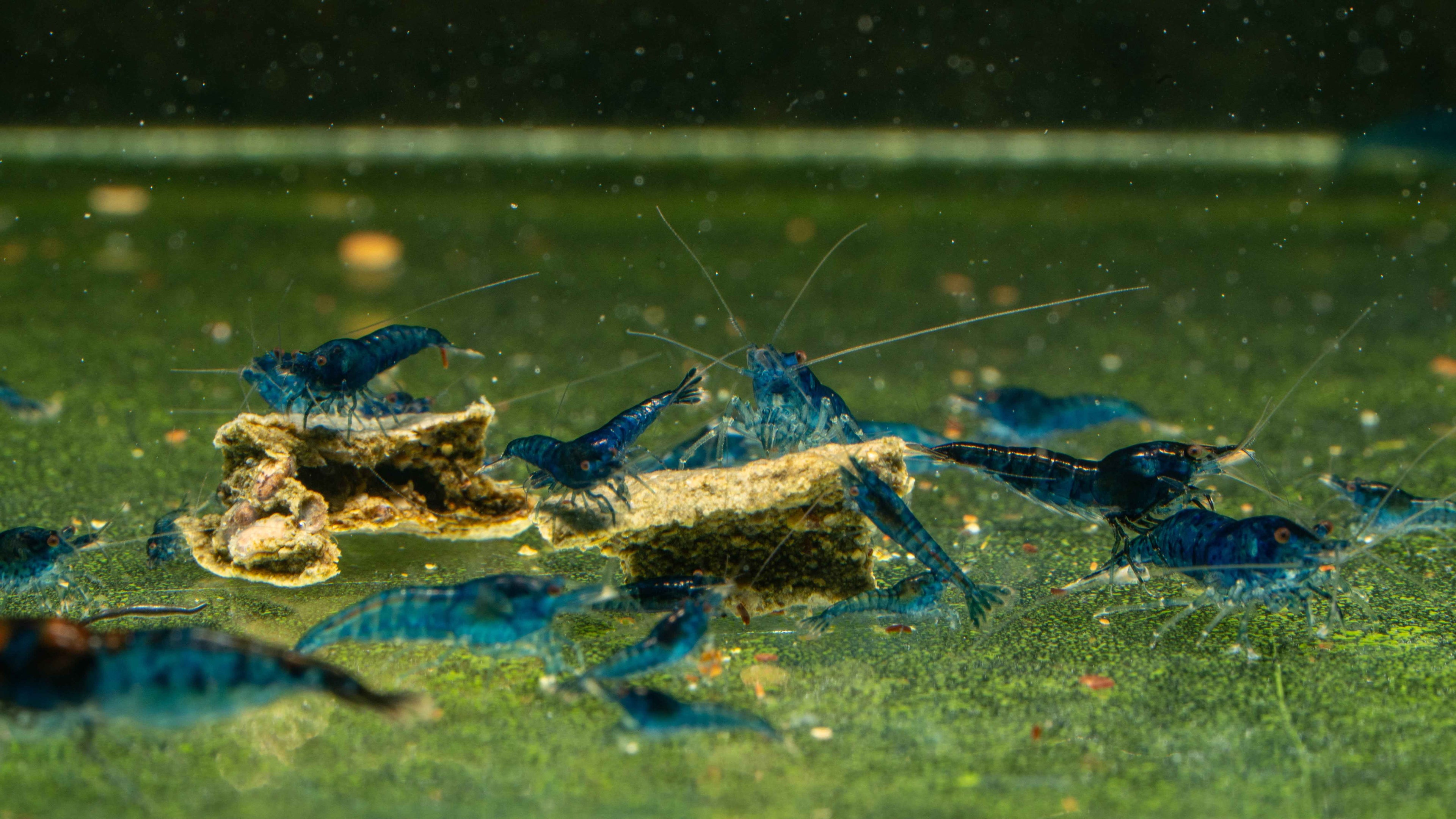💎 Blue Dream Shrimp (Neocaridina) - Simply Aquatic
