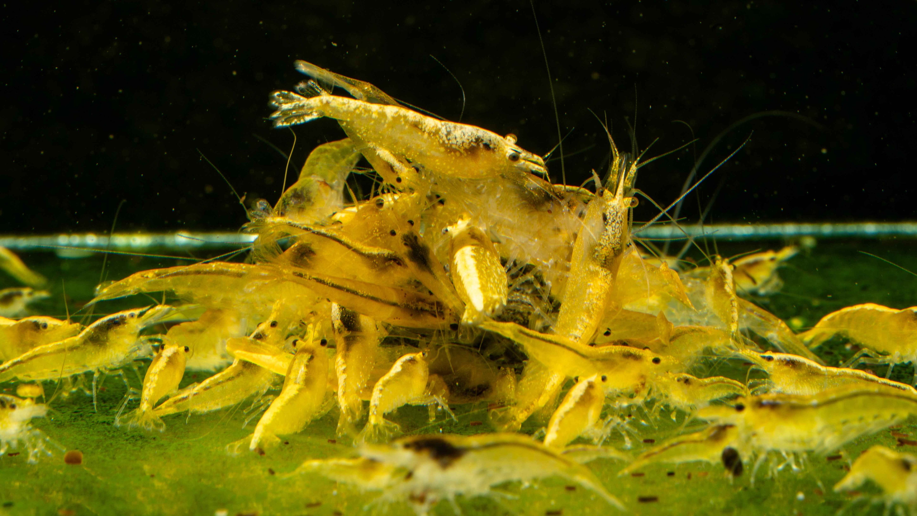 🌟 Yellow 24K Shrimp (Neocaridina) - Simply Aquatic