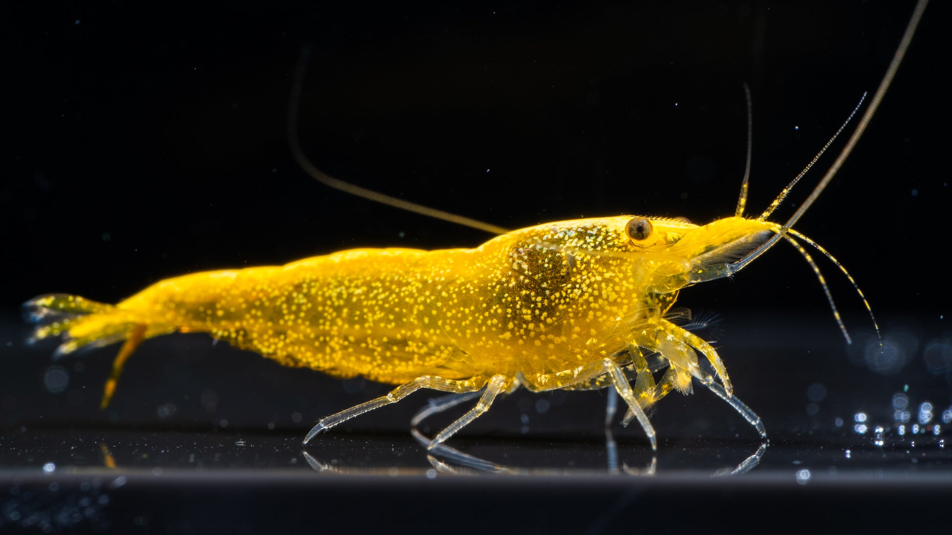 🌟 Yellow 24K Shrimp (Neocaridina)
