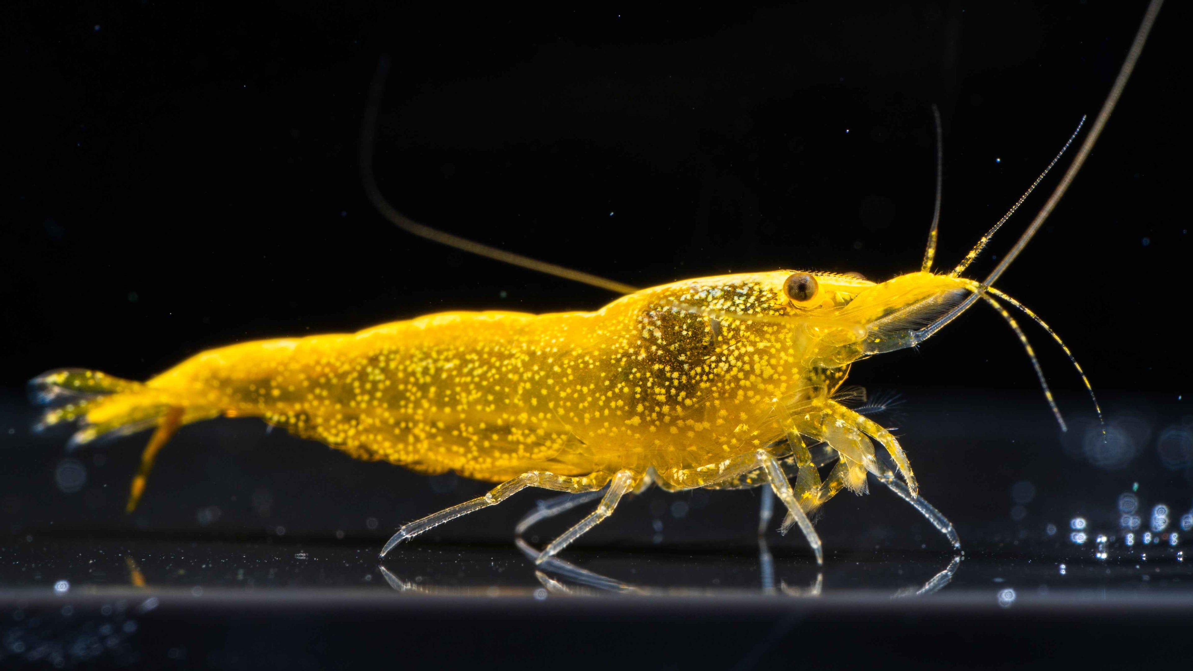 🌟 Yellow 24K Shrimp (Neocaridina) - Simply Aquatic