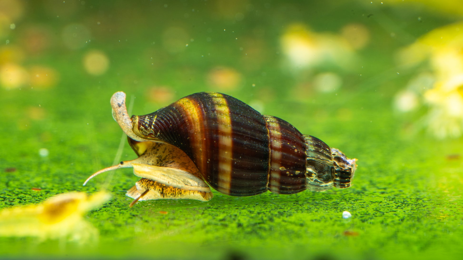 🐌 Assassin Snails (Clea helena)