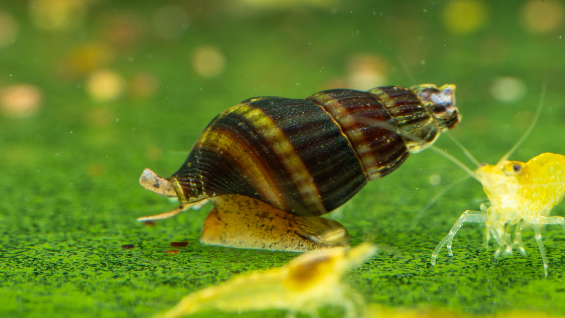 🐌 Assassin Snails (Clea helena)