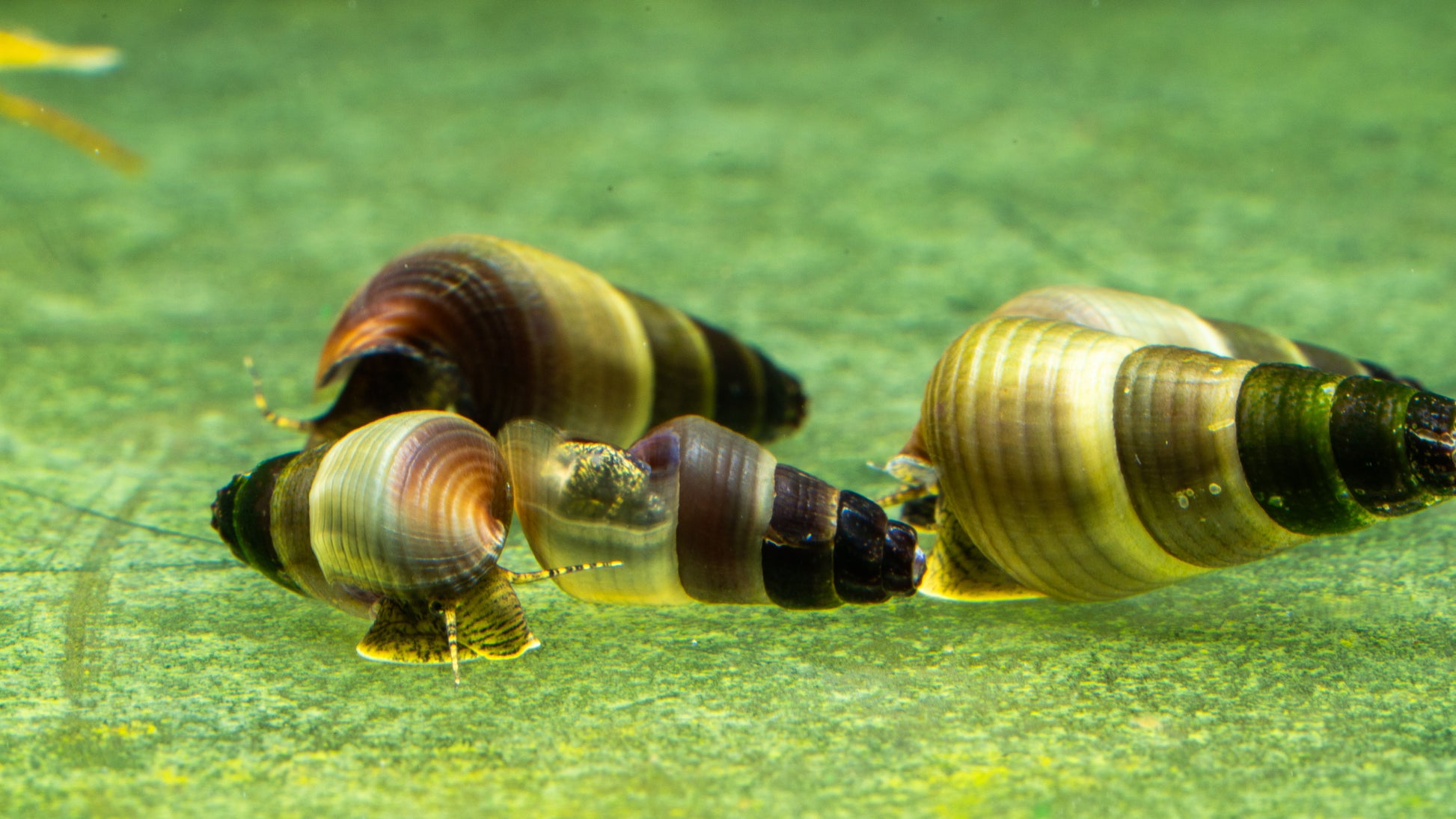 🐌 Yellow Rabbit Snails (Tylomelania spp.)