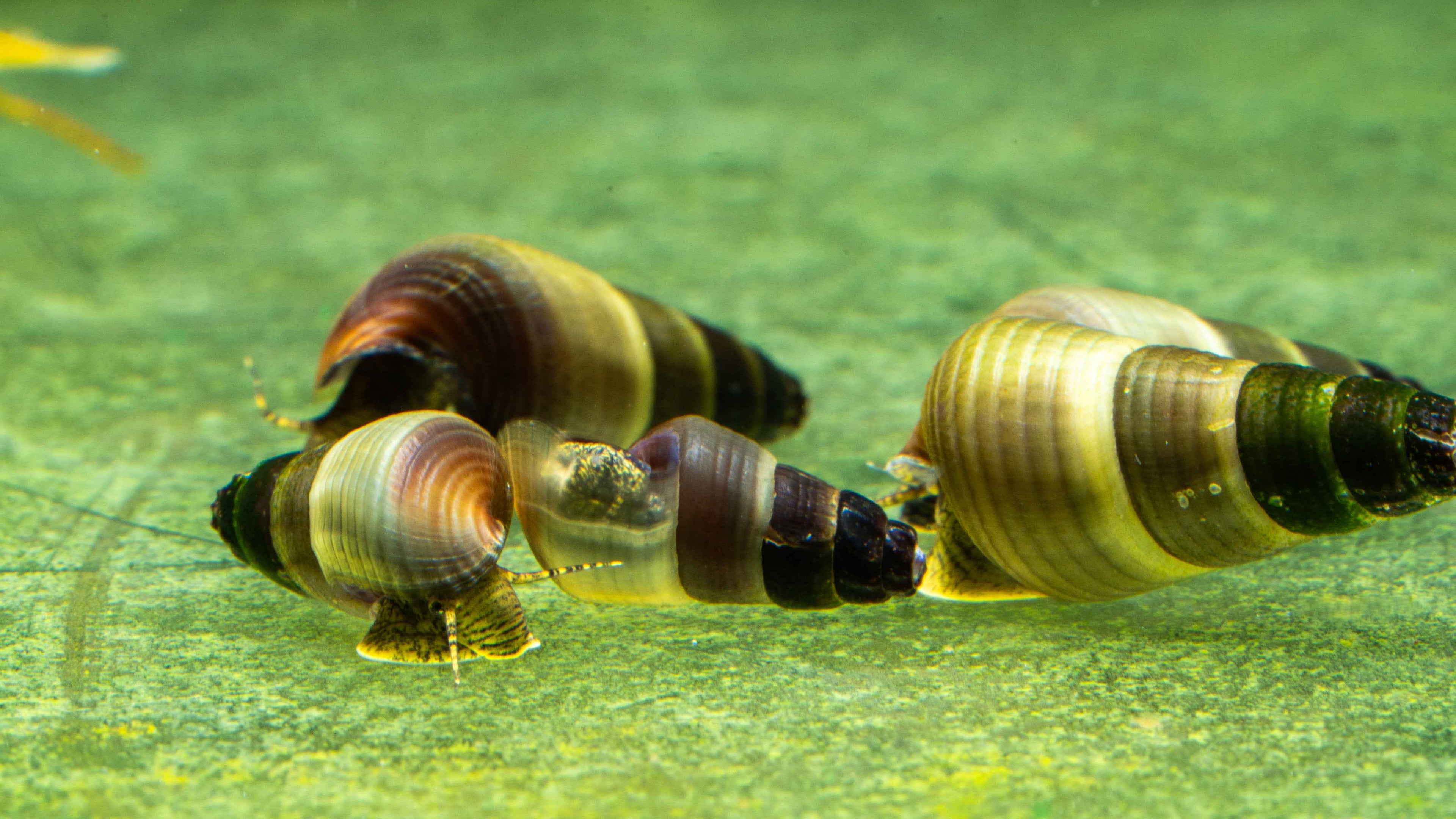 🐌 Yellow Rabbit Snails (Tylomelania spp.) - Simply Aquatic