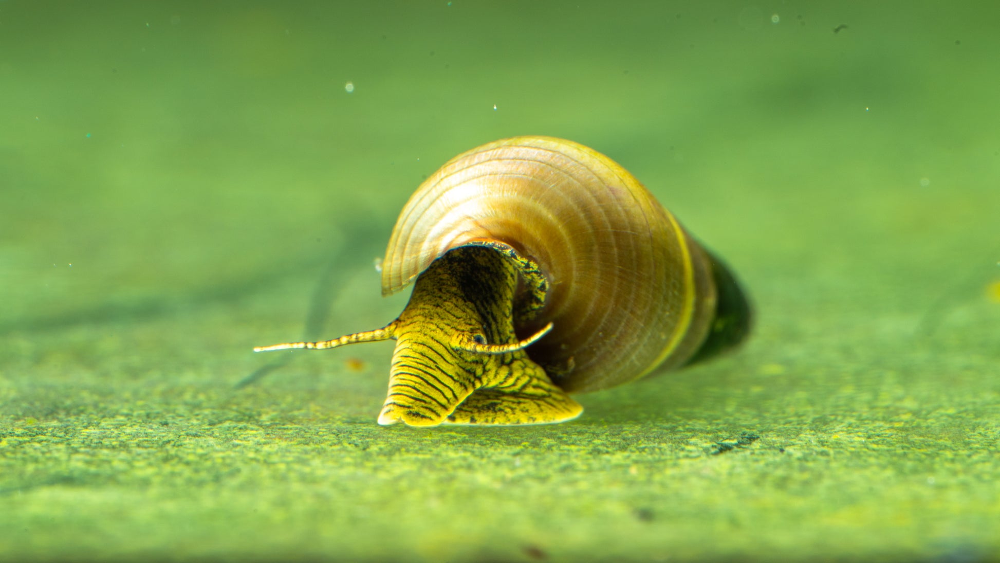 🐌 Yellow Rabbit Snails (Tylomelania spp.)