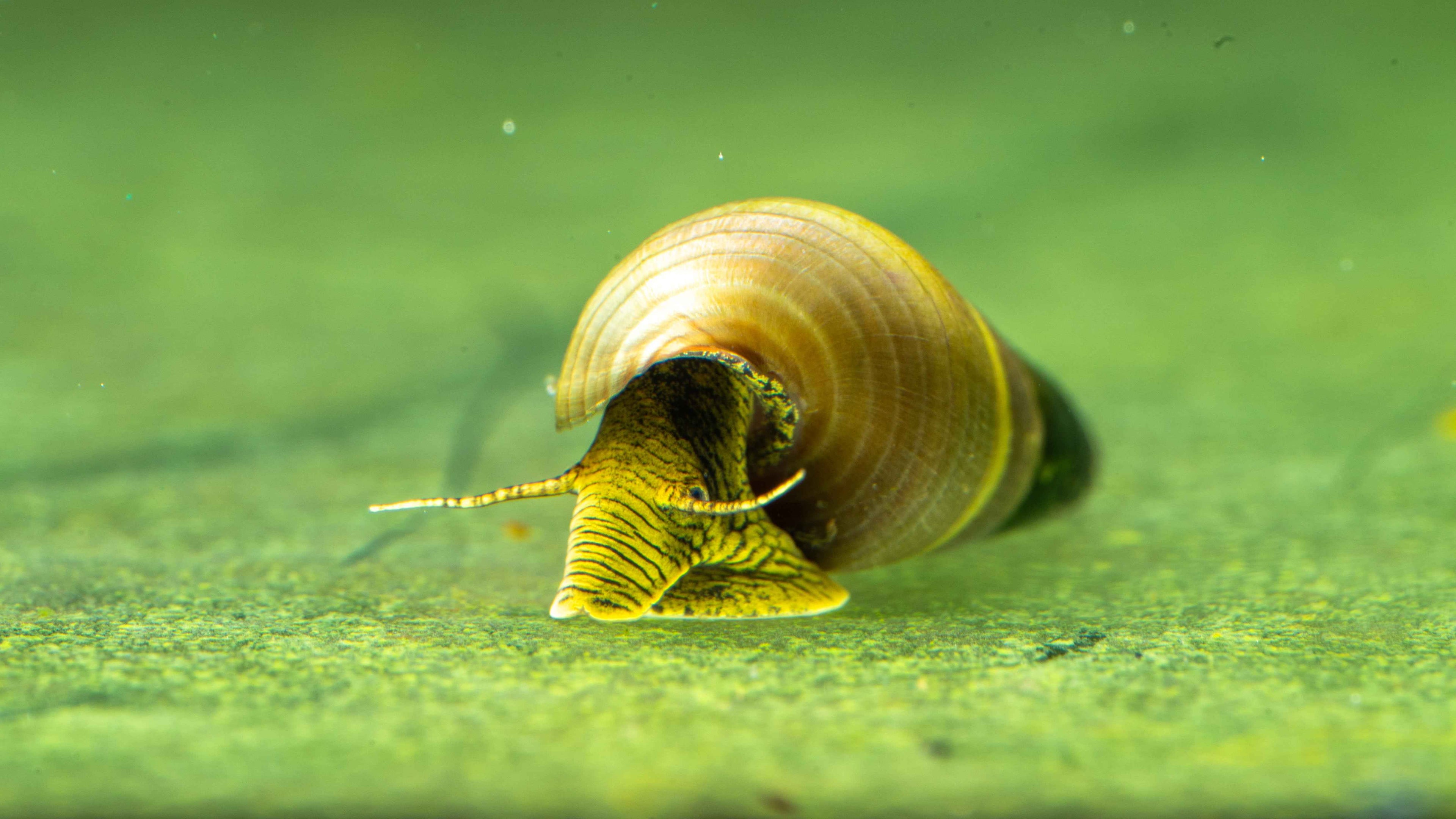 🐌 Yellow Rabbit Snails (Tylomelania spp.) - Simply Aquatic
