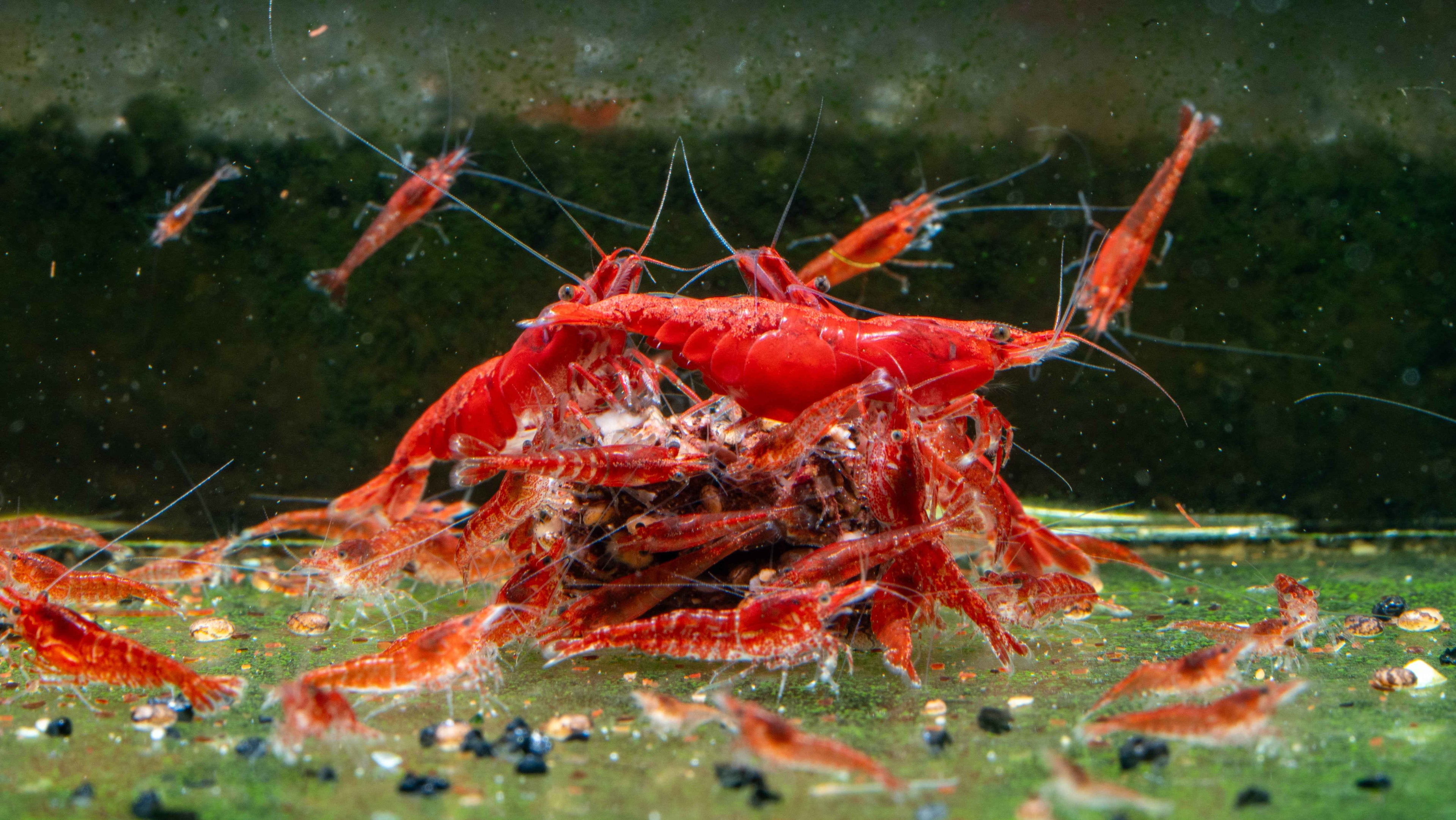 Painted / Fire Red Cherry Shrimp - Simply Aquatic