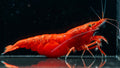 Painted / Fire Red Cherry Shrimp - Simply Aquatic