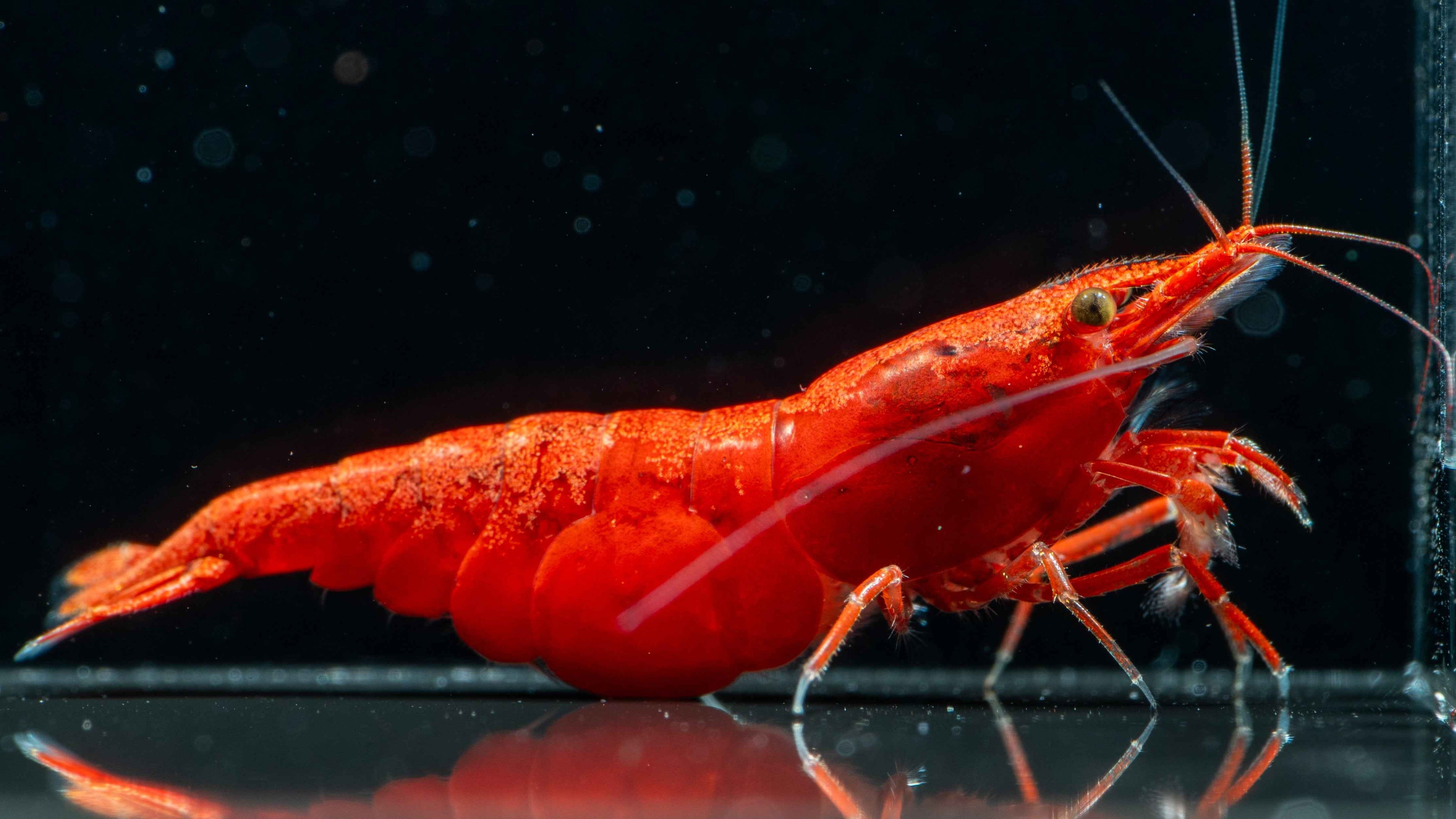 Painted / Fire Red Cherry Shrimp - Simply Aquatic